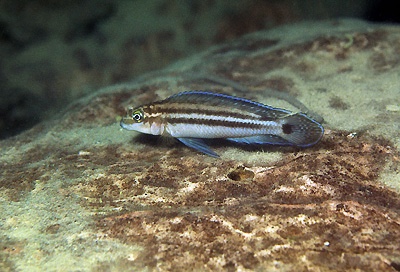 Julidochromis ornatus 'Isanga Bay'